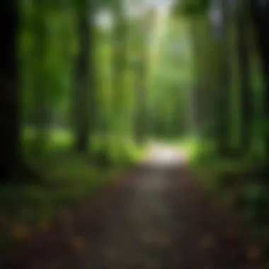 A Journey Through Self-Discovery A serene forest path representing a journey of self-discovery