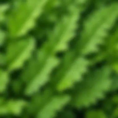 Close-up of coriander leaves showcasing their vibrant green color