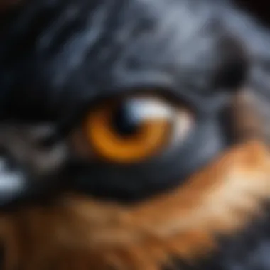 A detailed close-up of a crow's eye reflecting an ancient script