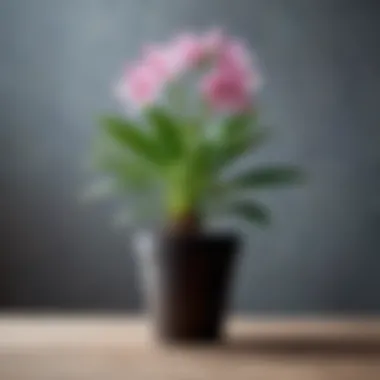 Personal Growth and Renewal A blossoming plant representing personal renewal and hope